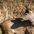 "BASTI" der Bock