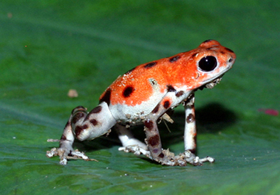 Bastimentos Pumilio Panama