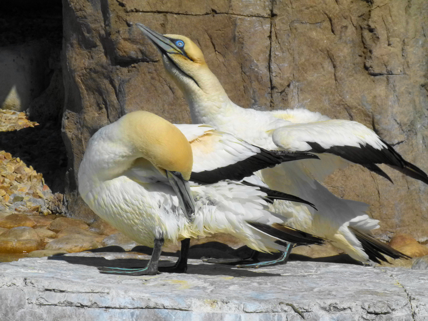 Bastoelpel auf der Vogelstation