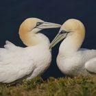 Bastölpel auf Helgoland