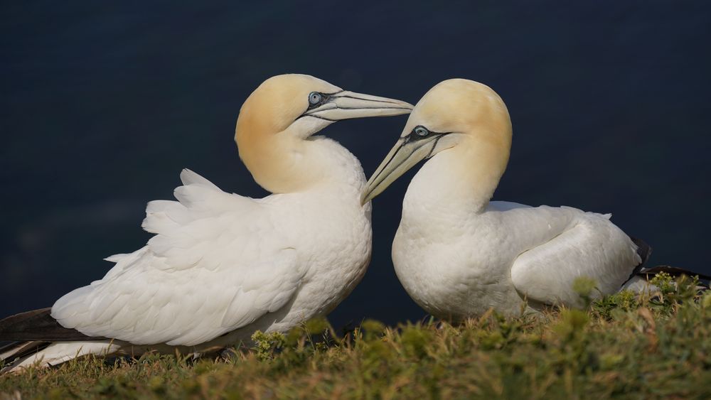 Bastölpel auf Helgoland