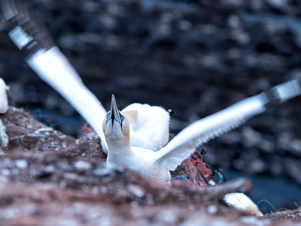 Bastölpel auf Helgoland