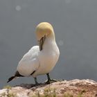 Bastölpel auf Helgoland