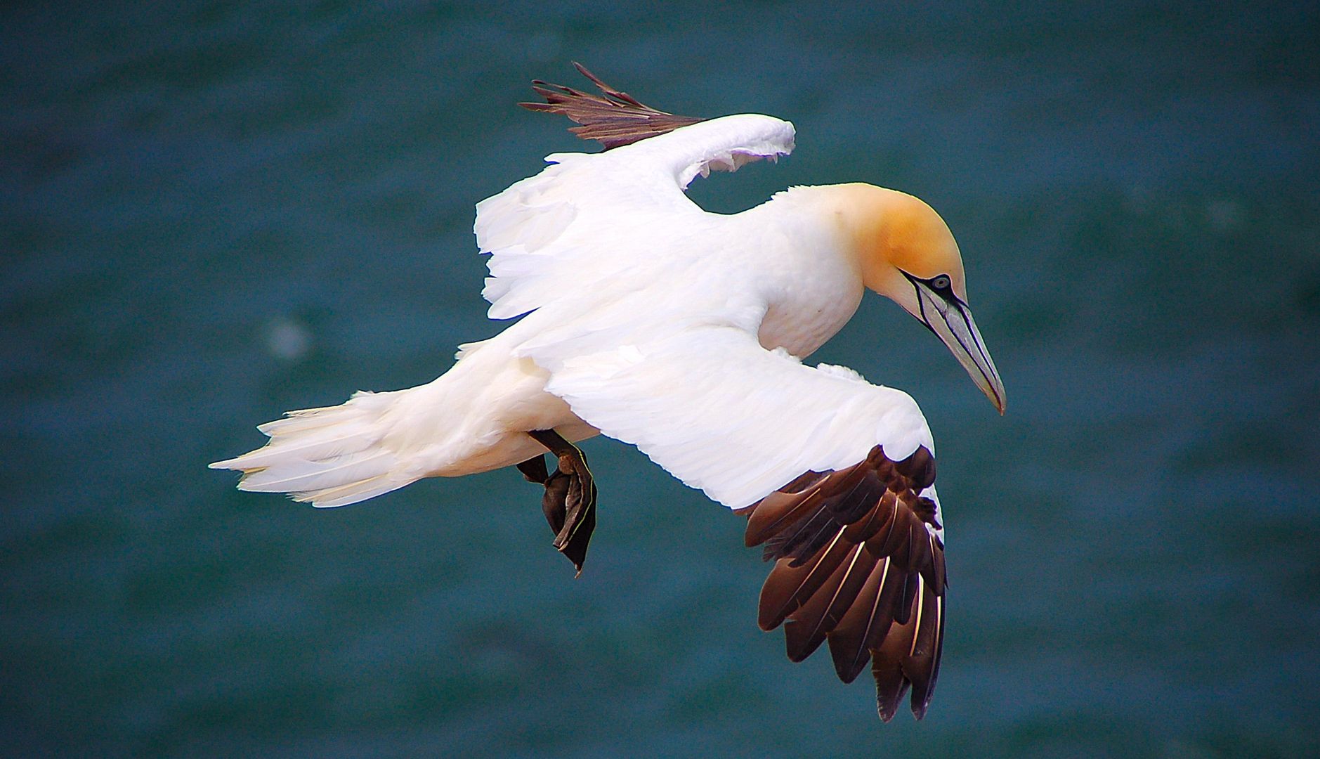 Bastölpel auf Helgoland