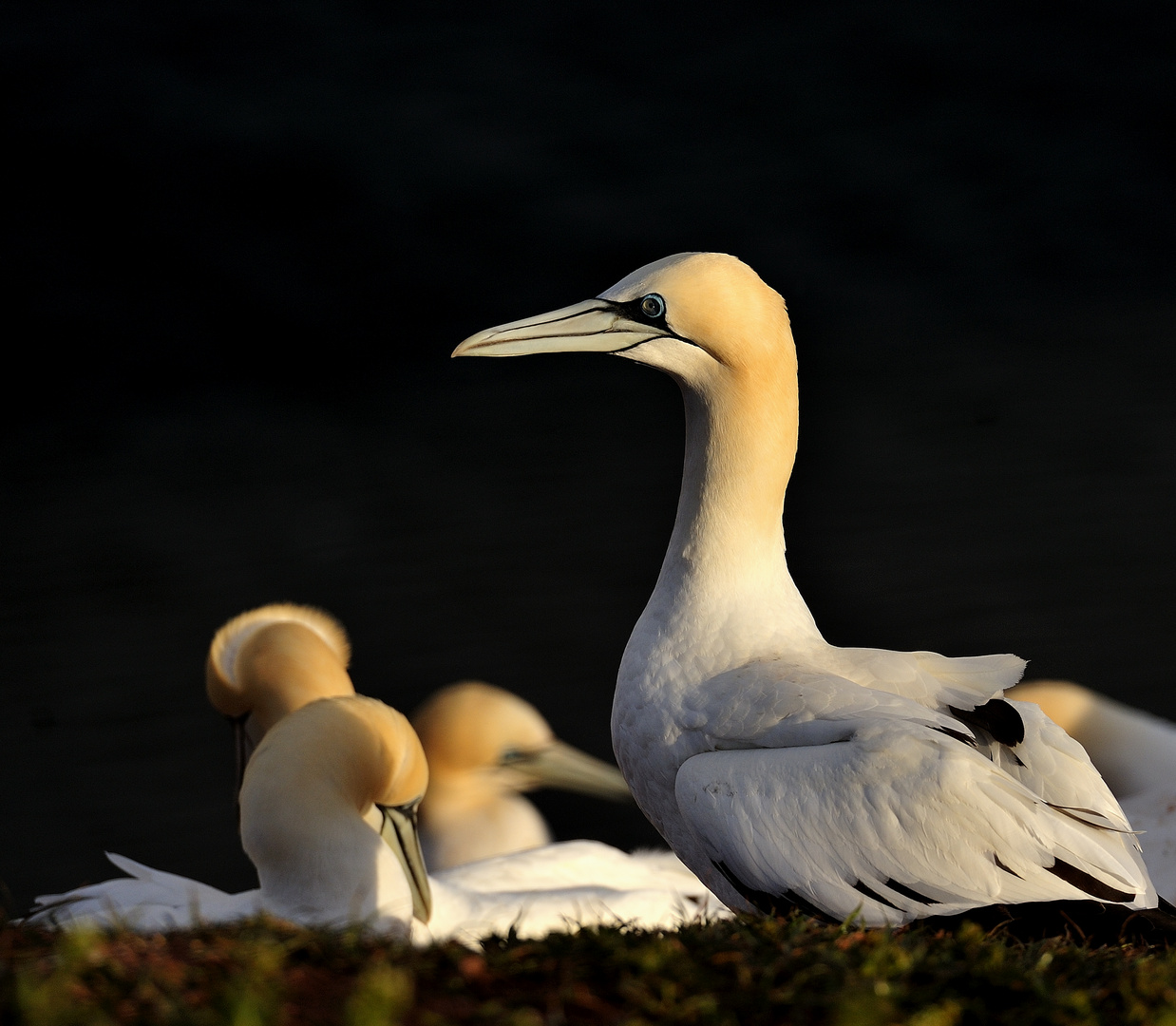 Bastölpel auf Helgoland