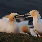 Bastölpel auf Helgoland