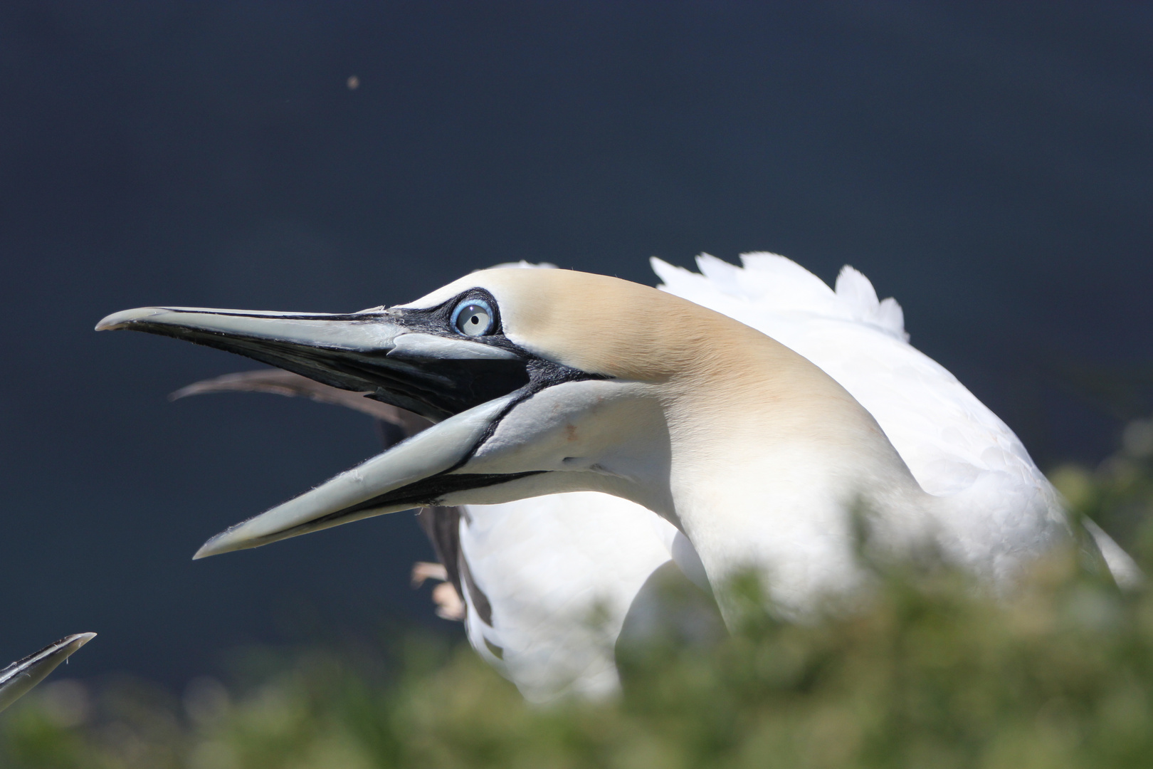 Bastölpel auf Helgoland