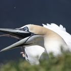 Bastölpel auf Helgoland