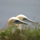 Bastölpel auf Helgoland