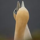 Bastölpel auf Helgoland