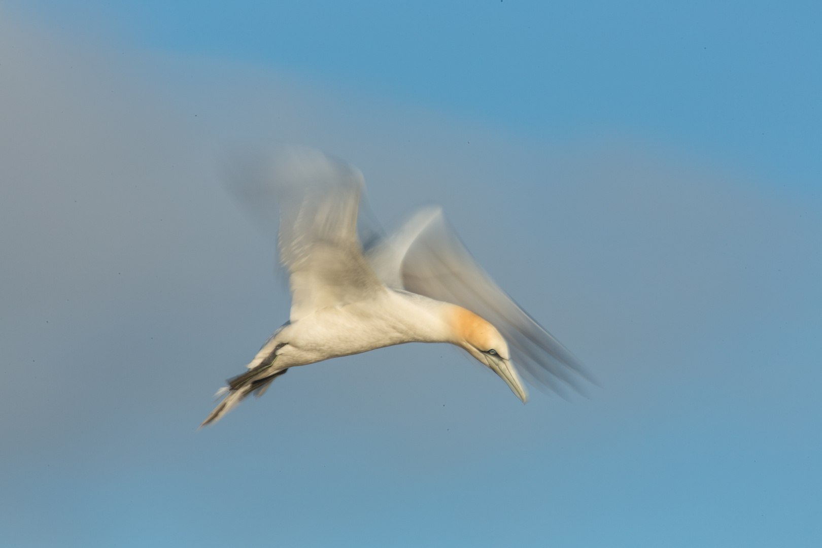 Bastölpel auf Suche nach dem Nest