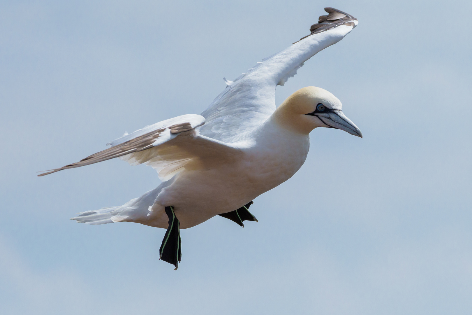 Bastölpel im Flug