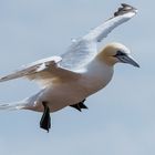 Bastölpel im Flug