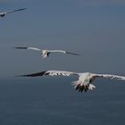 Bastölpel im Flug