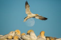 Bastölpel vor Vollmond