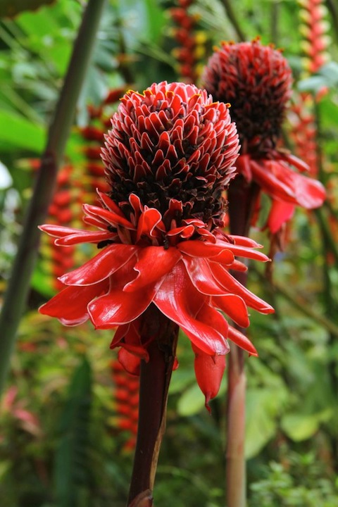 Baston del Emperador. Heliconia.