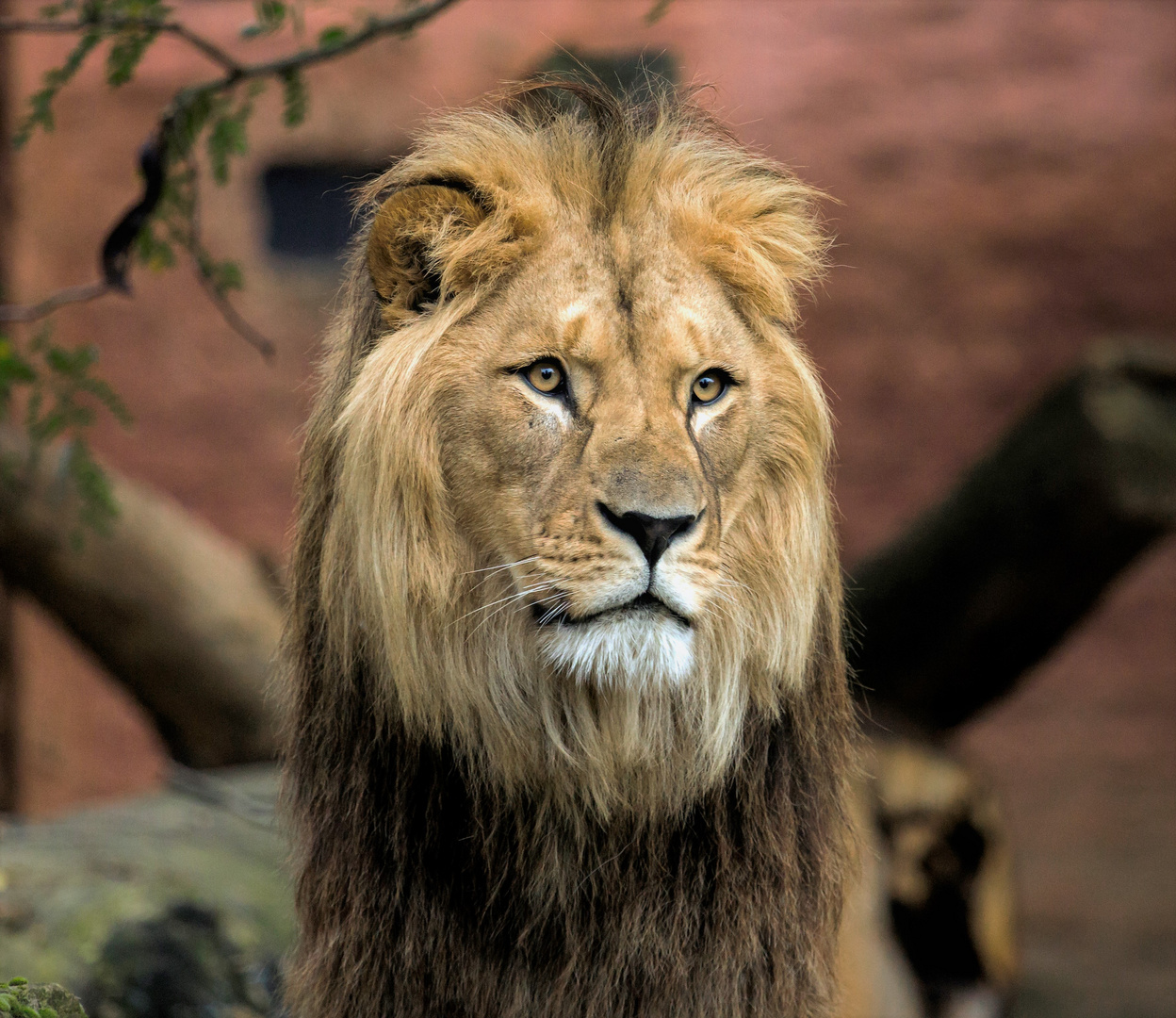 Basu .........der Löwenmann Zoo Hannover