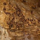 bat colony