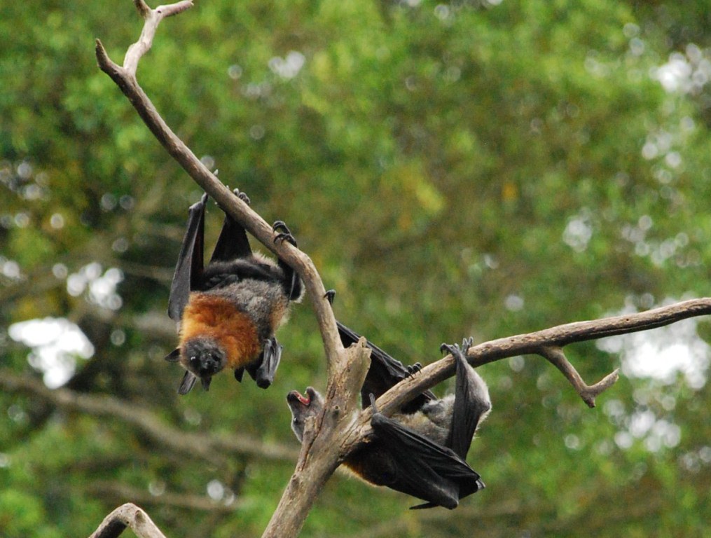 Bat Colony 1