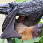 Bat