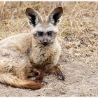 Bat Eared Fox