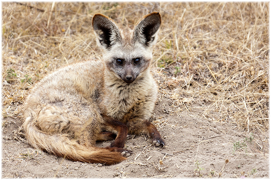 Bat Eared Fox