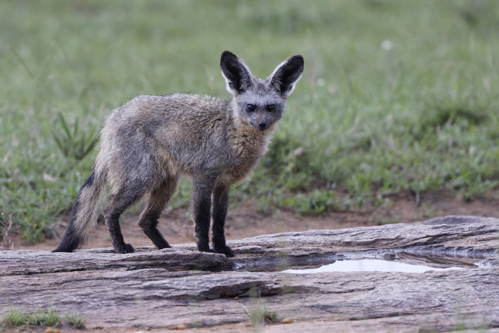 Bat eared fox (Otocyon megalotis)- Maasai Mara NP