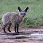 Bat eared fox (Otocyon megalotis)- Maasai Mara NP