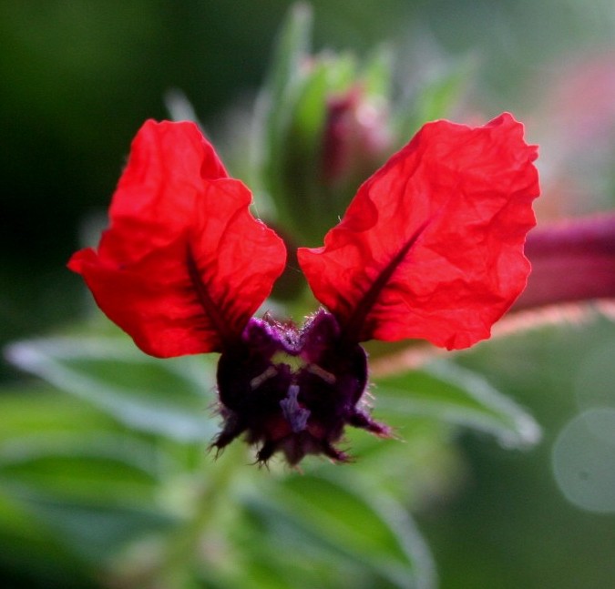 Bat-faced Cuphea