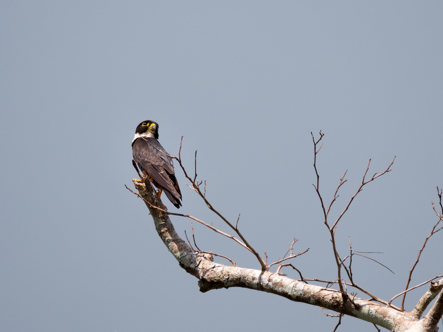 bat falcon Foto & Bild north america, central america, tiere Bilder