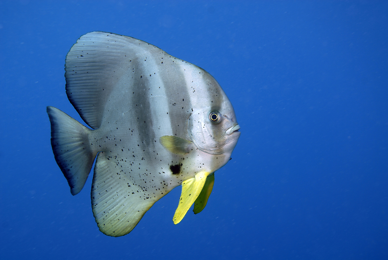 Bat Fish