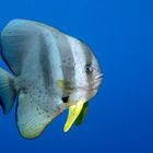 Bat Fish