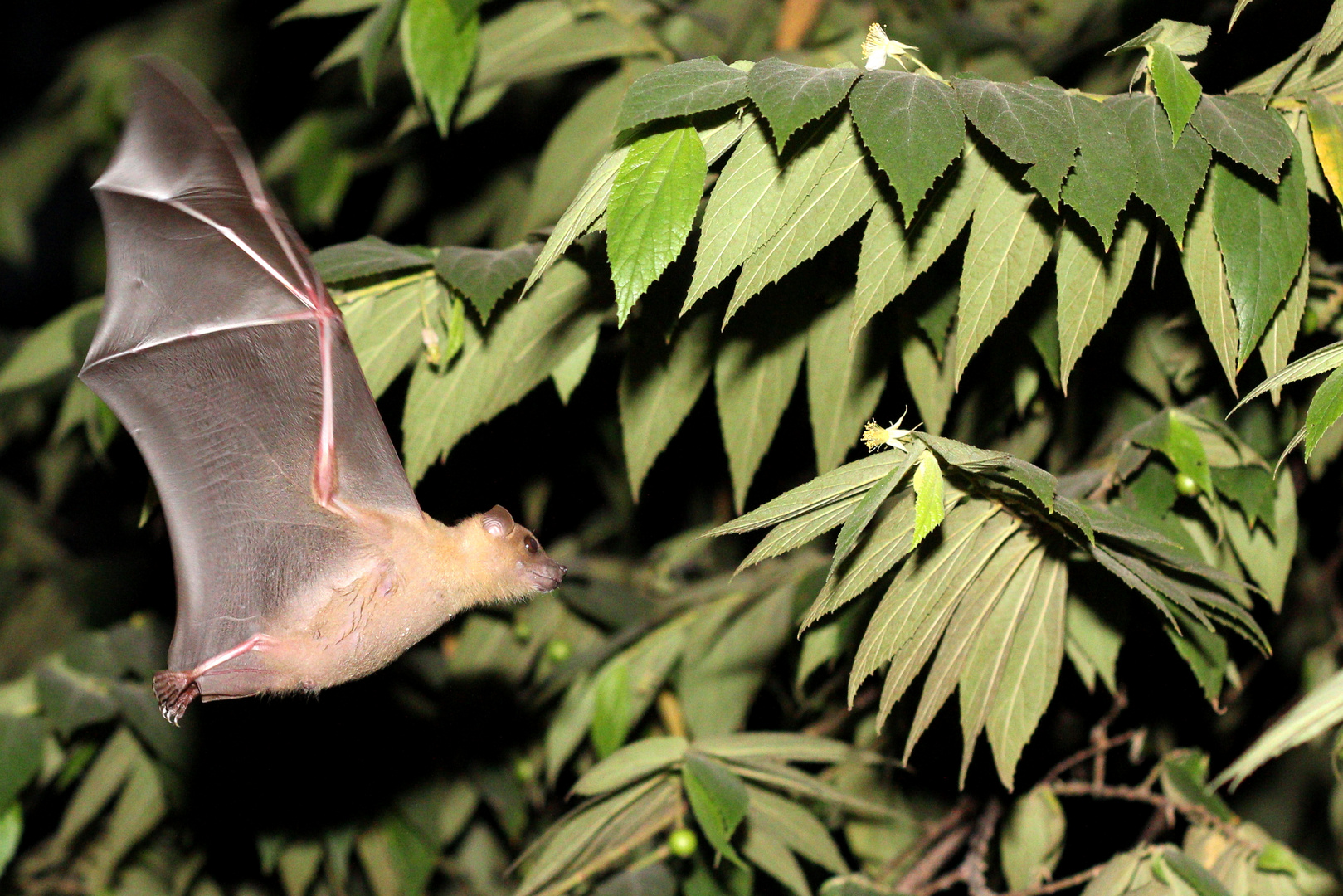 Bat in Bali auf Nahrungssuche