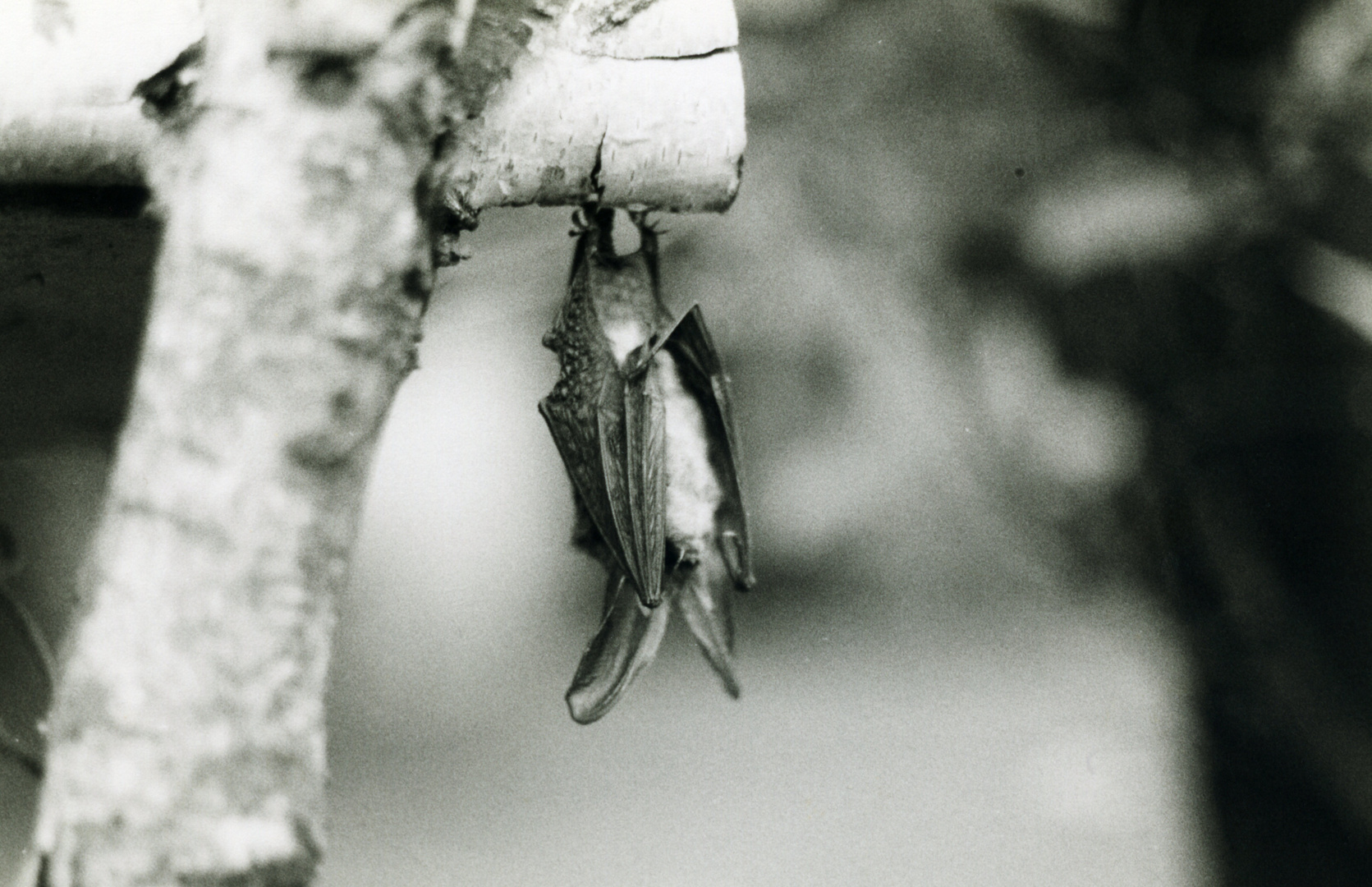 Bat in B&W