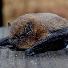 Bat out of Hut