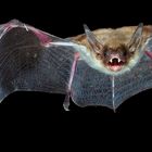 Bat-Porträt