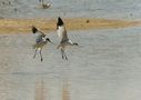 bataille d'avocettes élégantes von ntali 