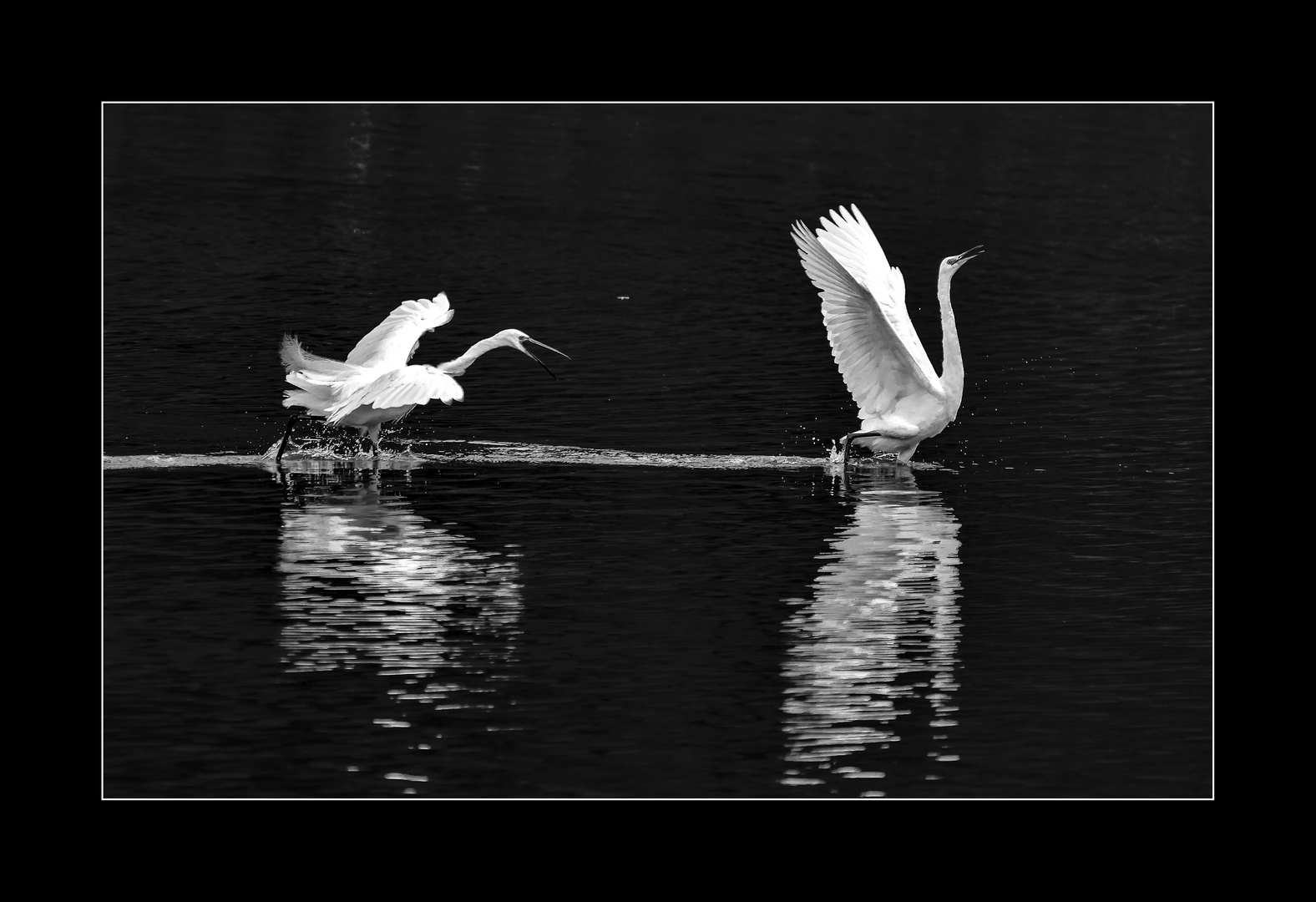 Bataille pour un poisson