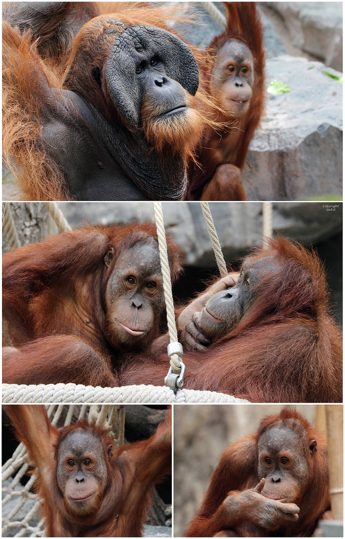 Batak der Neue bei Hagenbeck