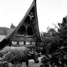 Batak Haus am Toba See, Sumatra