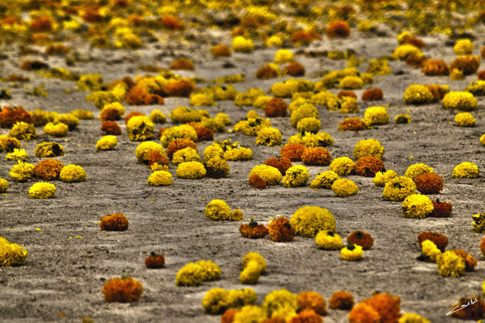 Batalla de las flores ( Valencia)