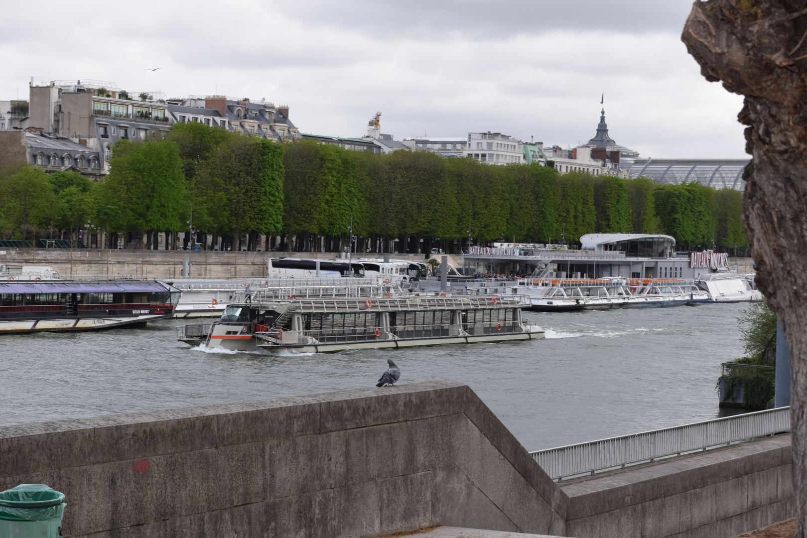 bateau mouche et le pigeon