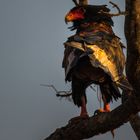 Bateleur