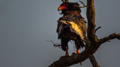 Bateleur