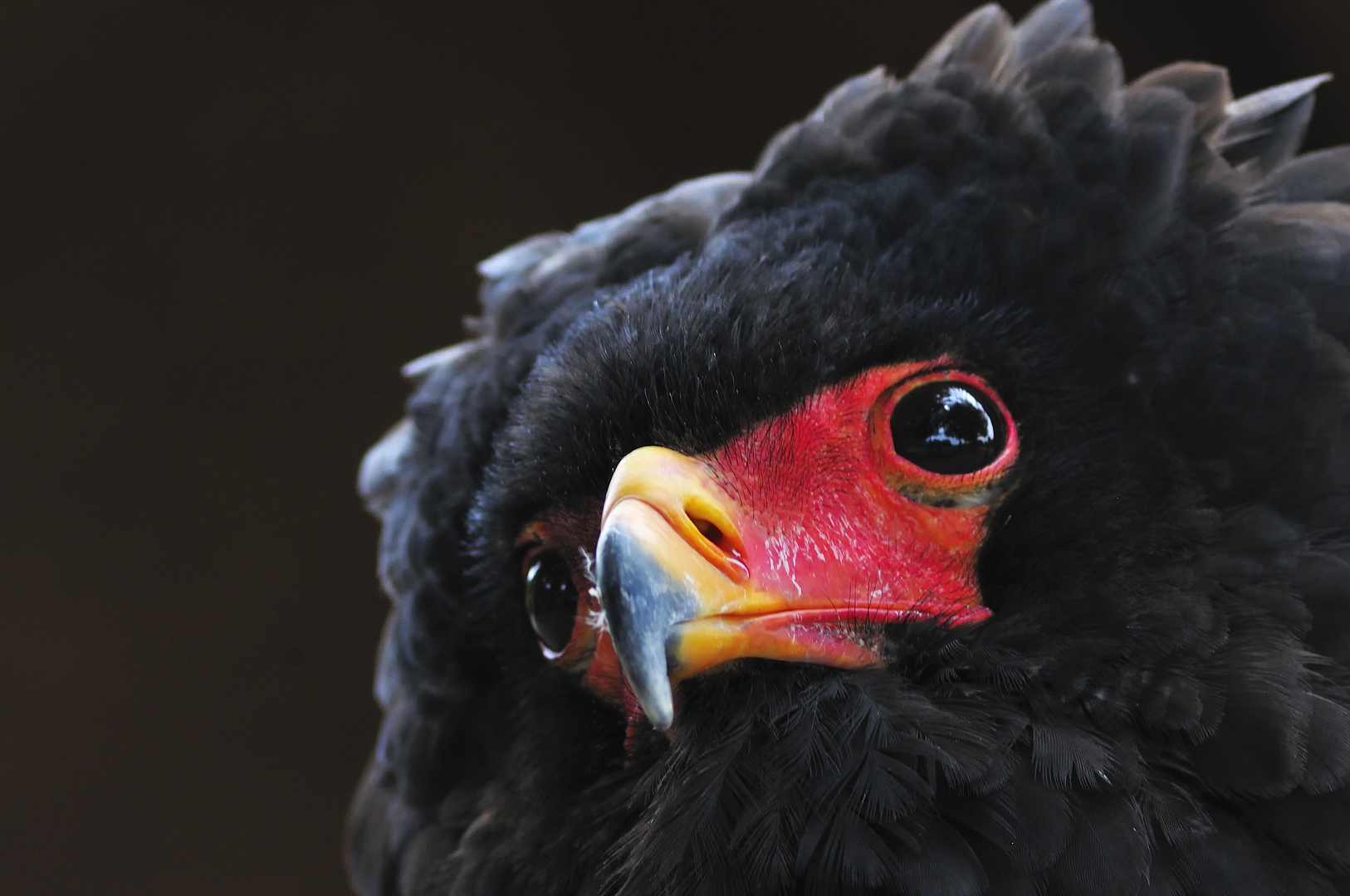 Bateleur