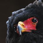 Bateleur