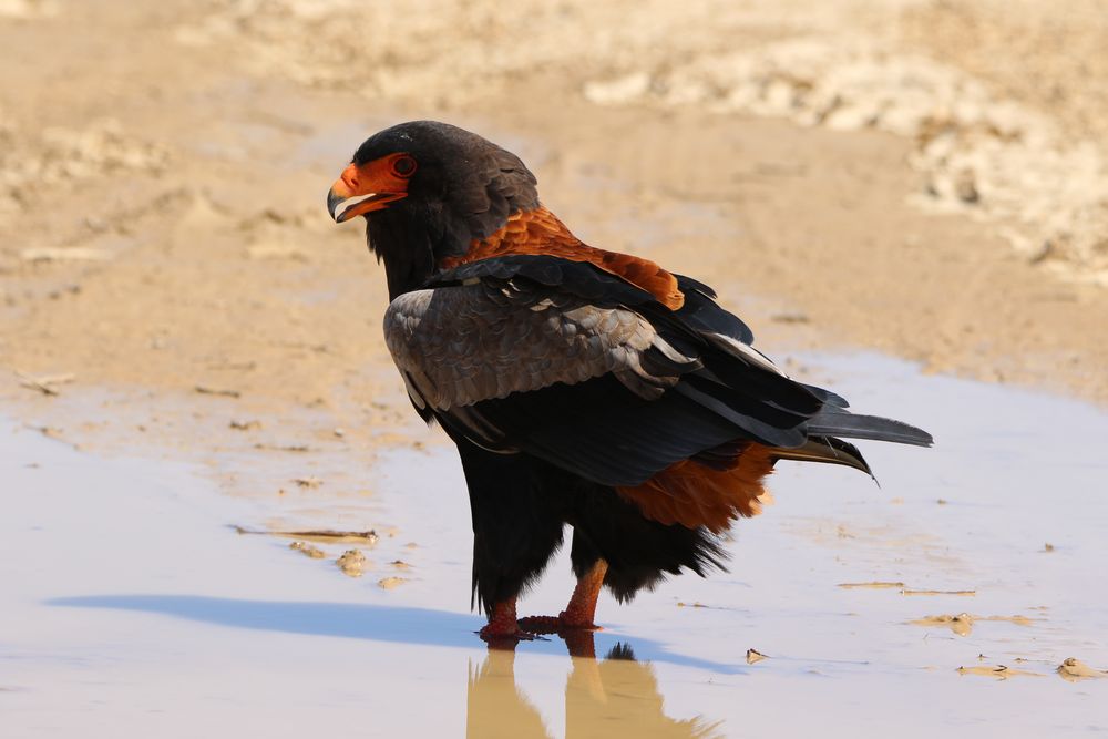 Bateleur