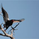 "Bateleur"