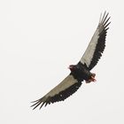 Bateleur 