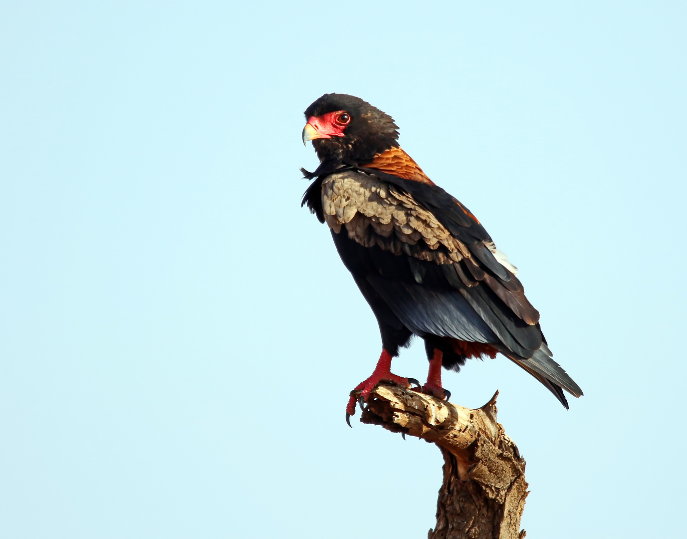 Bateleur